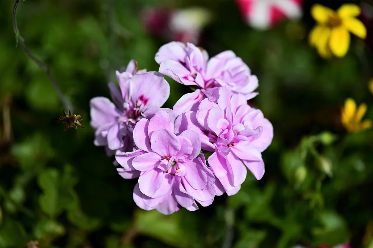 Magić offen über den größten Irrglauben über Hajduk