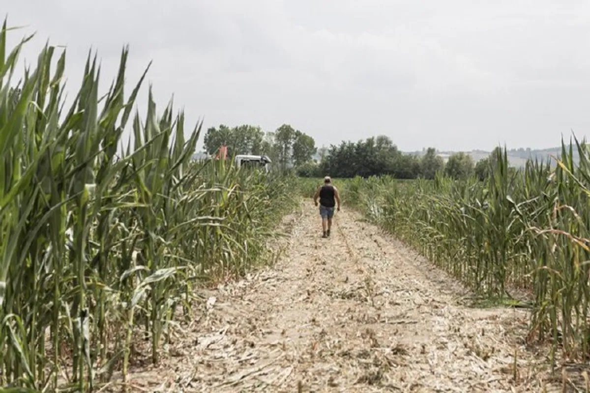 UN upozorava: El Niño bi do kraja 2027. mogao gurnuti 49 milijuna ljudi u akutnu glad