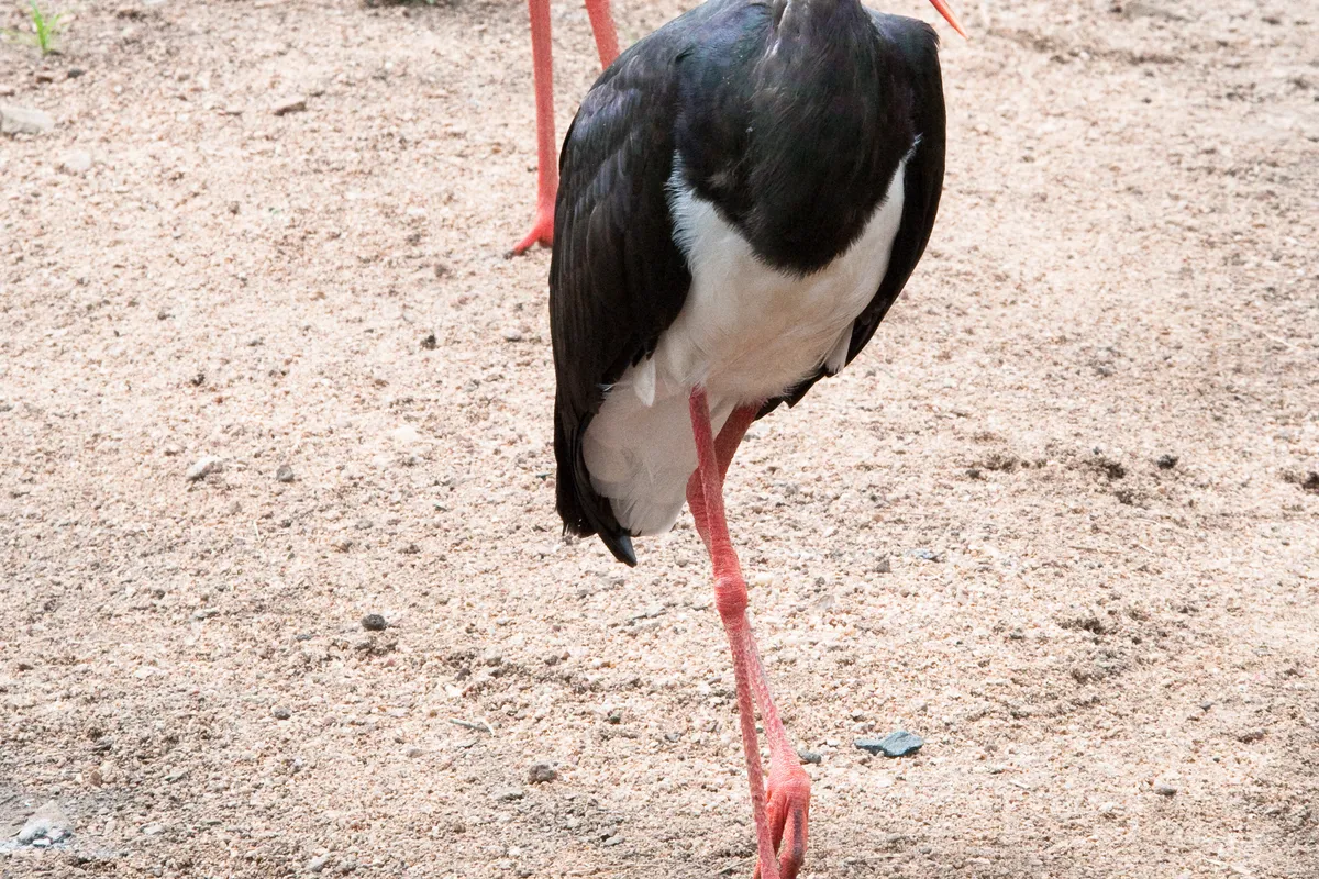 County Pays 93 Euros to Everyone Who Hosts Storks on Their Roof